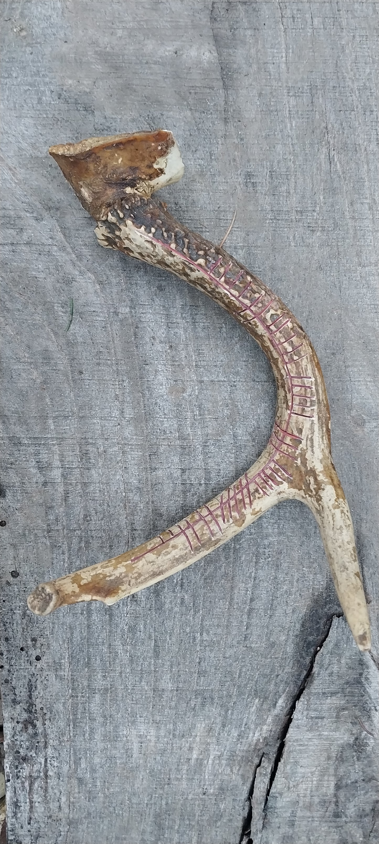 Cernunnos Carved Antler, Red