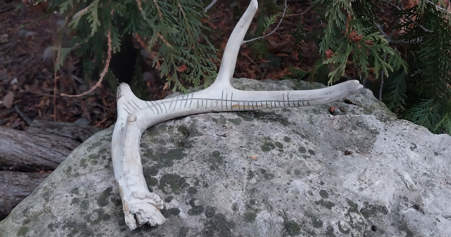 Cernunnos Carved Deer Antler
