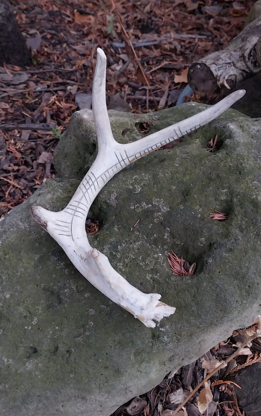 Cernunnos Carved Deer Antler