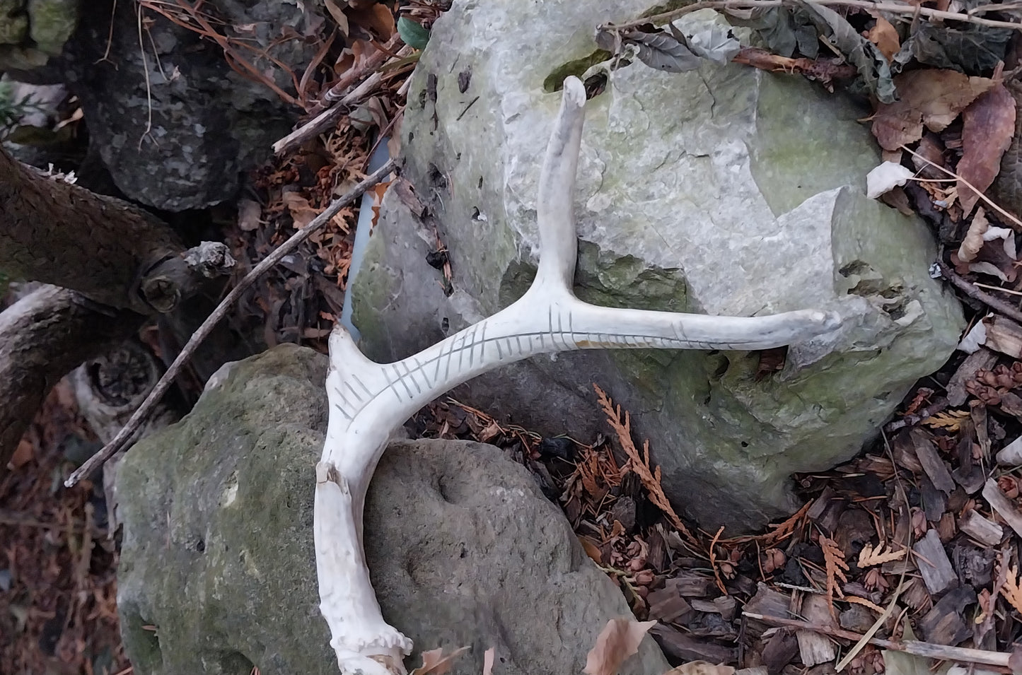Cernunnos Carved Deer Antler